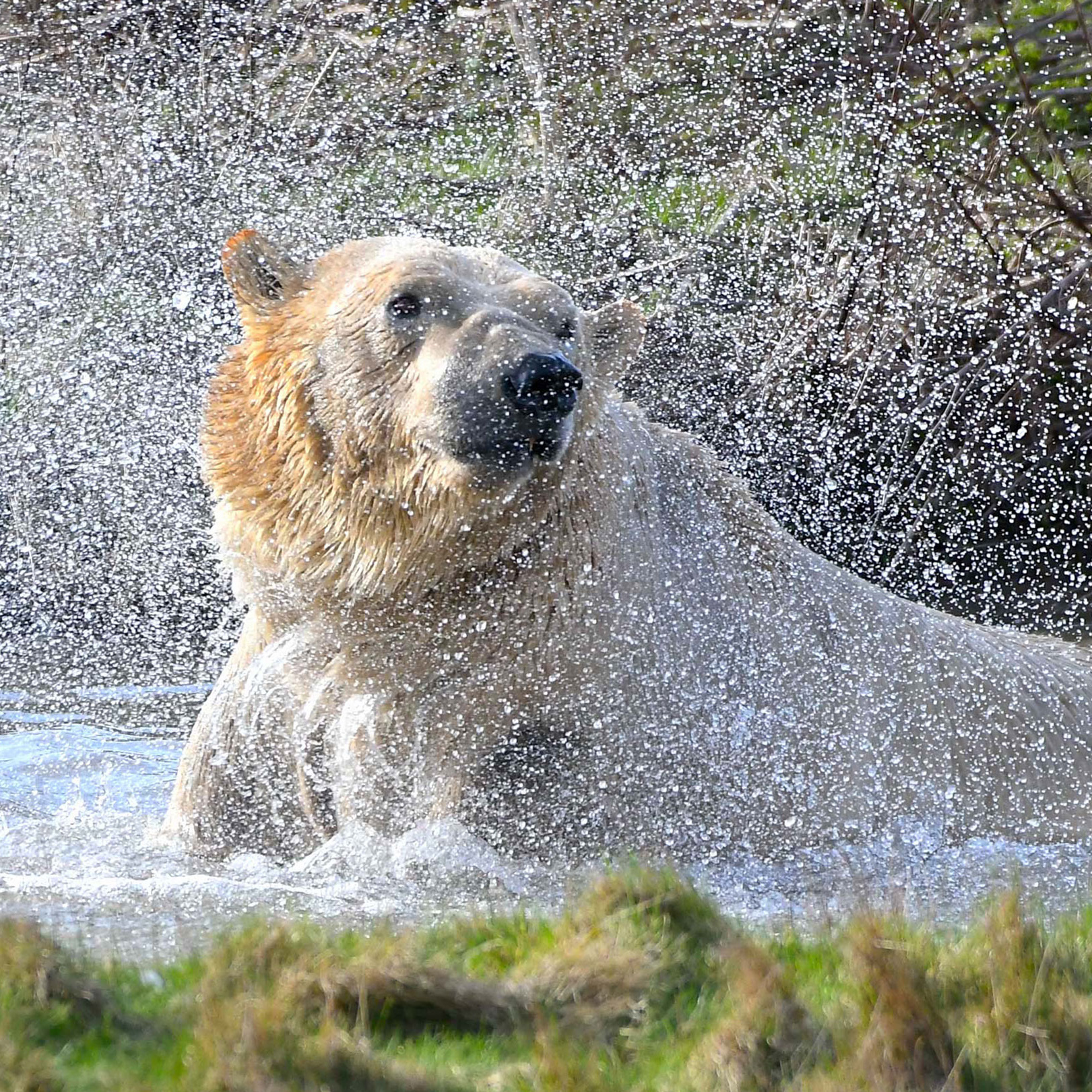 Polar Bear