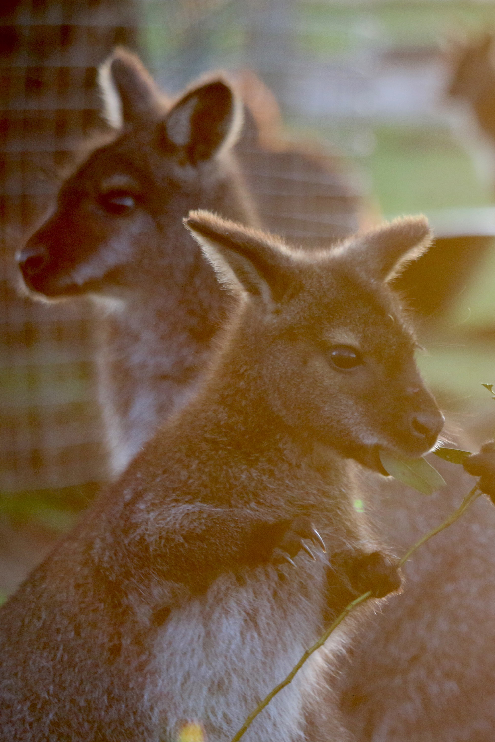 Wallabies